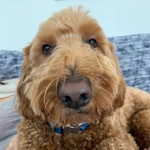 Meet your Posher, Kristi